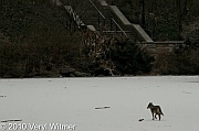 central park, coyote, February 2, 2010, Veryl witmer, hallet, frozen pond, hallet nature sancturary