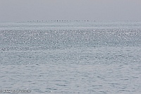 Seascape 8778, Veryl Witmer