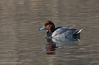 Veryl Witmer, Redhead ,Central Park, NY