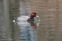 Veryl Witmer, Redhead,Central Park, NY