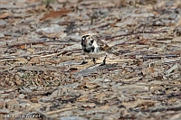 Veryl Witmer, Lapland Longspur, Floyd Bennett Field, Brooklyn, NY