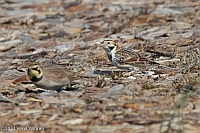 Veryl Witmer, Lapland Longspur, Floyd Bennett Field, Brooklyn, NY
