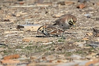 Veryl Witmer, Lapland Longspur, Floyd Bennett Field, Brooklyn, NY