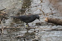 Veryl Witmer, Rusty Blackbird, Central Park, NY