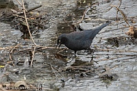 Veryl Witmer, Rusty Blackbird, Central Park, NY, March 24, 2023