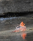 Veryl Witmer, Northern Cardinal, Central Park, NY