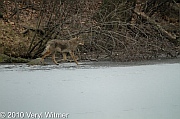 central park, coyote, February 2, 2010, Veryl witmer, hallet, frozen pond, hallet nature sancturary
