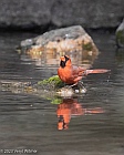 Veryl Witmer, Northern Cardinal, Central Park, NY
