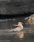 Veryl Witmer, Northern Cardinal, Central Park, NY