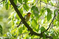 Veryl Witmer, Blackburnian Warbler, Central Park, NY