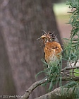 Veryl Witmer, American Robin, Central Park, NY