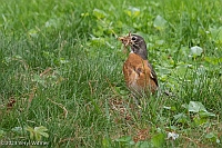 Veryl Witmer, American Robin, Central Park, NY