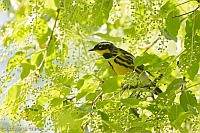 Veryl Witmer, Magnolia Warbler, Central Park, NY