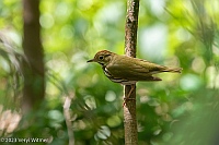 Veryl Witmer, Ovenbird, Central Park, NY