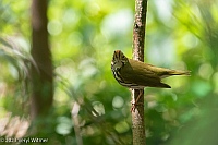 Veryl Witmer, Ovenbird, Central Park, NY