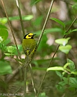 Veryl Witmer, Hooded Warbler, Central Park, NY