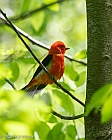 Veryl Witmer, Scarlet Tanager, Central Park, NY