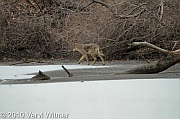 central park, coyote, February 2, 2010, Veryl witmer, hallet, frozen pond, hallet nature sancturary