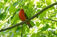 Veryl Witmer, Scarlet Tanager, Central Park, NY