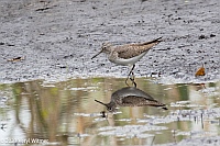Veryl Witmer, Spotted Sandpiper, Fire Island, NY