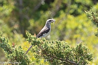 Veryl Witmer, Northern Mockingbird, Fire Island National Seashore, NY