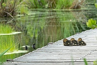 Veryl Witmer, Mallard Ducklings, Fire Island, NY