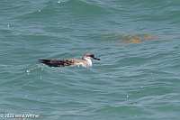 Veryl WItmer, Great Shearwater, Fire Island, NY