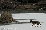 central park, coyote, February 2, 2010, Veryl witmer, hallet, frozen pond, hallet nature sancturary
