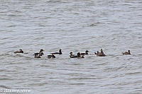 Veryl Witmer, Black Scoters, FIre Island, NY
