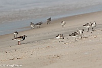 Veryl WItmer, Ruddy Turnstone, with Sanderlings, Fire Island, NY