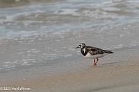 Veryl Witmer, Ruddy Turnstone, with Sanderlings, Fire Island, NY, August 23, 2023