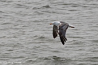 Veryl Witmer, Lesser Black-backed Gull, Fire Island National Seashore, NY, August 23, 2023