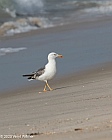 Veryl Witmer, Lesser Black-backed Gull, Fire Island National Seashore, NY, August 23, 2023