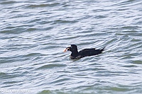 Veryl Witmer, Surf Scoter, Fire Island National Seashore, NY
