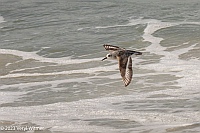 Veryl Witmer, Sanderling, Fire Island National Seashore, NY
