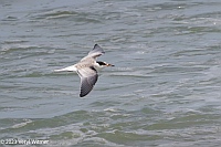 Veryl Witmer, Common Tern, Immature, Fire Island National Seashore, NY