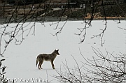 central park, coyote, February 2, 2010, Veryl witmer, hallet, frozen pond, hallet nature sancturary