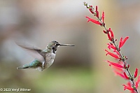 Veryl Witmer, Black-chinned Hummingbird, Randall's Island, NY, NY, November 21, 2023