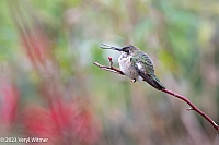Veryl Witmer, Black-chinned Hummingbird, Randall's Island, NY, NY, November 21, 2023
