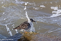 Veryl Witmer, Purple Sandpiper, Hudson River Park, Pier 26