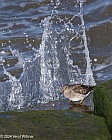 Veryl Witmer, Purple Sandpiper, Hudson River Park, Pier 26
