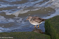 Veryl Witmer, Purple Sandpiper, Hudson River Park, Pier 26