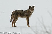 central park, coyote, February 2, 2010, Veryl witmer, hallet, frozen pond, hallet nature sancturary
