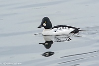 Veryl Witmer, Common Goldeneye, The Reservoir, Central Park, NY, NY