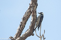 Veryl Witmer, Red-cockaded Woodpecker, Babcock-Webb WMA, FL