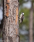 Veryl Witmer, Red-cockaded Woodpecker,Babcock-Webb WMA, FL
