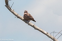 Veryl Witmer, Common Ground Dove, Bowditch Point Park, Ft. Myers Beach, FL