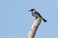 Veryl Witmer, Gray Kingbird, Bowditch Point Park, Ft. Myers Beach, FL