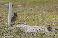 Veryl Witmer, Burrowing Owl, Pelican Blvd. Baseball Fiields, Cape Coral, FL