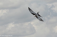 Veryl Witmer, Swallow-tailed Kite, Six Mile Cypress Slough Preserve, Lee County, FL